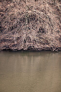 Bäume am Teich