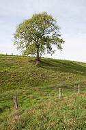 Solitär vor blauem Himmel