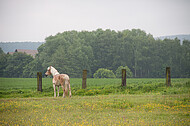 Pferde auf Blumenwiese