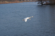 Schwan im Landeanflug