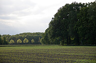 Frisch aufgegangene Saat