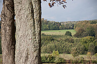 Baum vor Weserbergland