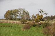 Entlaubter Baum