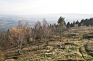 Birken mit Blick übers Land