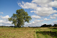 Einzelner Baum