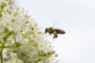 Biene auf Kletterhortensie