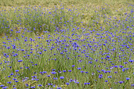 Kornblumen im Gerstenfeld