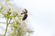 Biene auf Kletterhortensie