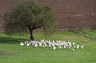 freilaufende Gänse