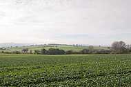 Blick über Kohlfeld