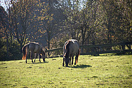 Grasende Wildpferde