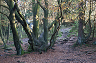 Alter verwachsener Herbstbaum