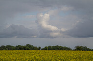 Rapsfeld vor Gewitter