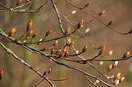 Frühlingserwachen im Buchenwald