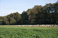 Schafherde