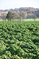 Grünkohlfeld