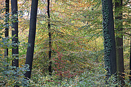 Herbstwald