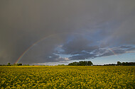 Regenbogen hinter Rapsfeld