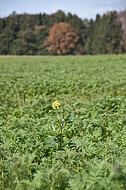 Grünes Feld mit gelber blume