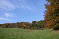 Herbstwald