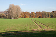 Kahle Bäume vor Herbstwald