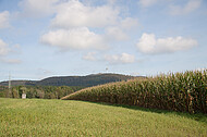 Maisfeld