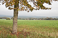 Freistehender Herbstbaum