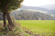 Baum neben Acker