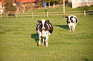 Milchkühe auf Weide