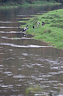 Kühe an der Weser