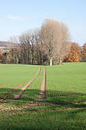 Kahle Bäume vor Herbstwald