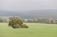 Kleine Baumgruppe