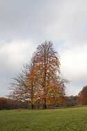 Baumpaar auf Ochsenheide