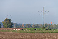 Weidende Kühe