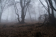 Niederwald im Nebel