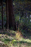 Waldgräser im Gegenlicht