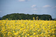 Raps vor blauem Himmel