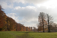 Baumpaar auf Ochsenheide