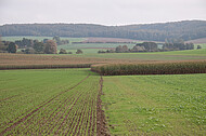 Maisfeld