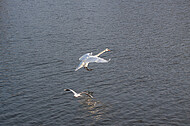 Schwan im Landeanflug