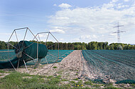 Abgedecktes Kohlrabifeld