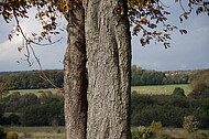 Baum vor Weserbergland