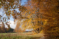 Herbstbuche