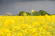 Rapsfeld vor Gewitter