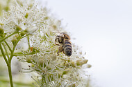 Biene auf Kletterhortensie
