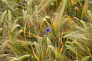 Kornblumen im Gerstenfeld