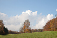 Herbstsolitär