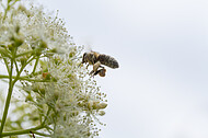 Biene auf Kletterhortensie