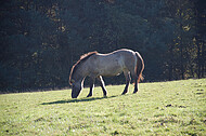 Grasende Wildpferde