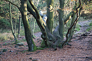 Alter verwachsener Herbstbaum